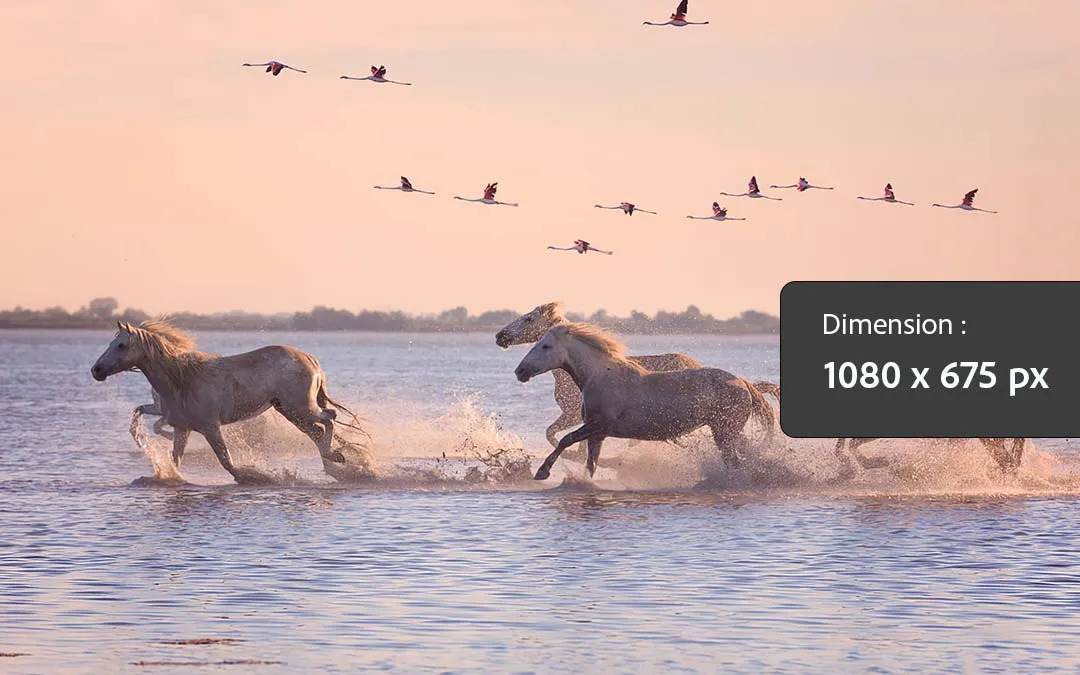 Chevaux de camargue