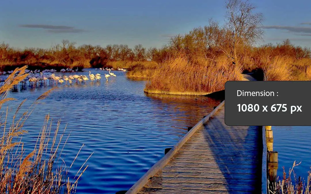 Paysage de camargue