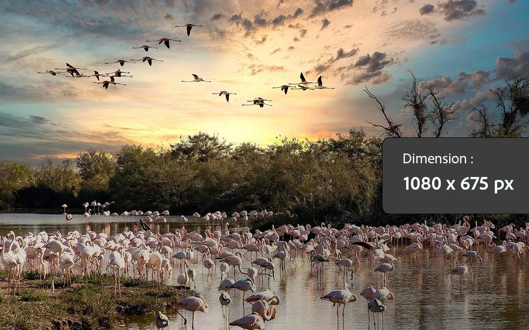 Paysage de camargue
